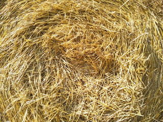 Close-up hay in round bale. Hay bale. Blank. Circle. Golden coiled hay with copy space. Macro golden cylindrical coil of straw. Texture of straw. Hay ball background.