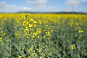 Fototapeta premium Rape flowers close up. Yellow field during rapeseed bloom.