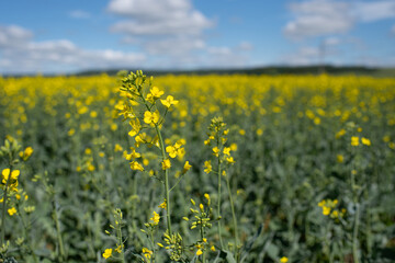 Rape flowers close up. Yellow field during rapeseed bloom.