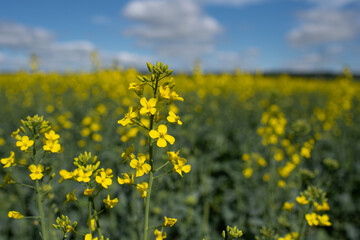Fototapeta premium Rape flowers close up. Yellow field during rapeseed bloom.