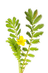 Silverweed flower and foliage