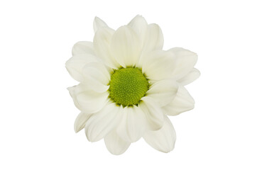 Fototapeta na wymiar Single white chrysanthemum