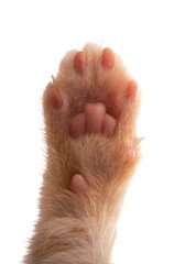 cat paw isolated