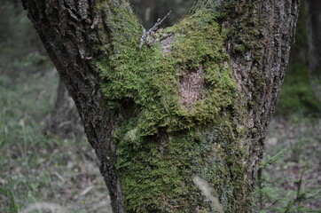 tree trunk with moss