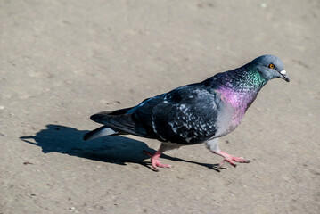 Rock Dove (Columba livia) in park, Moscow, Russia