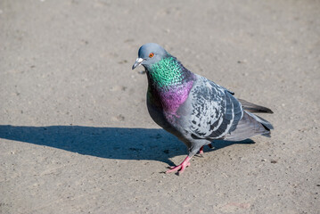 Rock Dove (Columba livia) in park, Moscow, Russia
