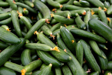 Many green cucumbers. Cucumber background.