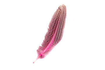 pheasant feather isolated
