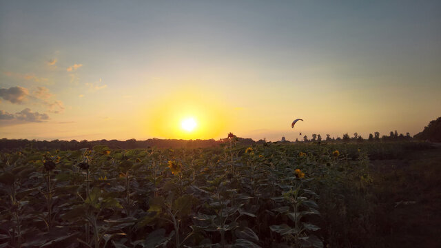 sunflower field and paraglider at sunset