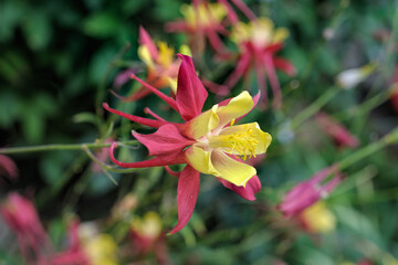 Close-up view to bright bi-color yellow and pale red flower of blooming Aquilegia (common names: Granny's Bonnet or Columbine). Selective focus, shallow depth of field.