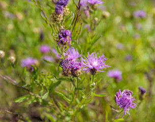 Bright pink flowers of blooming brown knapweed, Centaurea jacea. Selective focus with shallow depth of field.