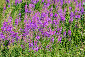 Obraz premium Picturesque summer meadow covered with bright pink flower of blossoming pink fireweed - Chamaenerion angustifolium or Epilobium angustifolium herb.