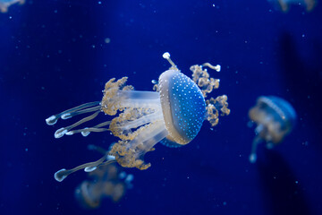 BioDomo del museo de la ciencia de Granada