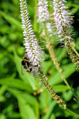 Honey bee collect nectar and polinate pink flowers of the blossoming Veronicastrum virginicum, or Culver's root. Selective focus with shallow depth of field.