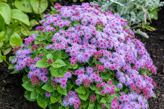 Close-up view to purple flowers of blossom Ageratum houstonianum, commonly known as flossflower, bluemink, blueweed, pussy foot or Mexican paintbrush.