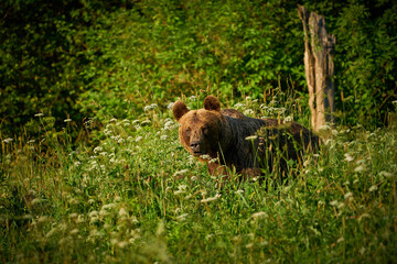 Brown Bear - Ursus arctos in the grass