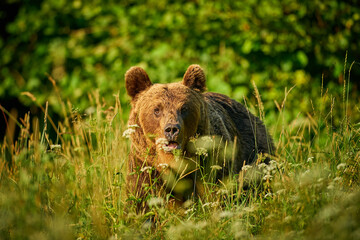 Obraz na płótnie Canvas Brown Bear - Ursus arctos in the grass