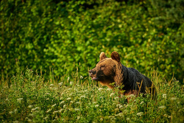 Brown Bear - Ursus arctos in the grass