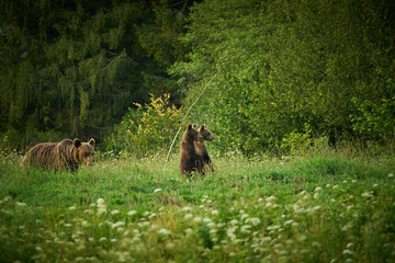 Brown bear family in the grass in the meadow