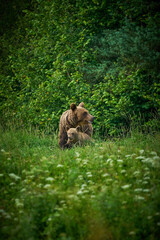 Brown bear family in the grass in the meadow