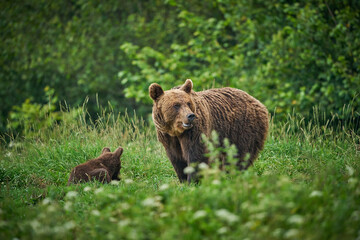Brown bear family in the grass in the meadow