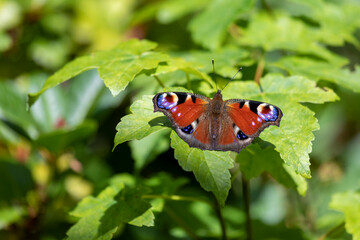Schmetterling ruht sich aus