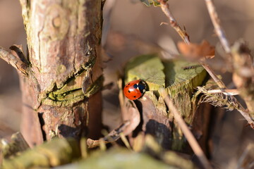 Ladybug in autumn