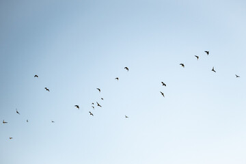 Flock of migrating birds flying in blue sky from below