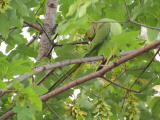 baby green parrot on a tree, turning his head backwards
