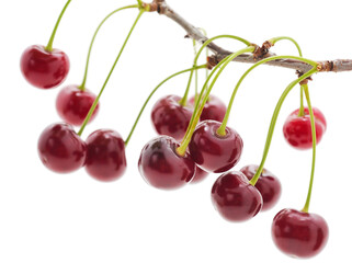 Branch with cherries.