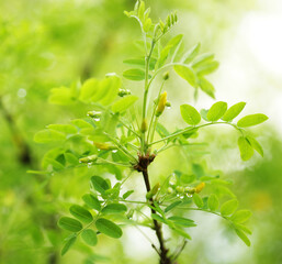 Soft-focus close-up of yellow flowers