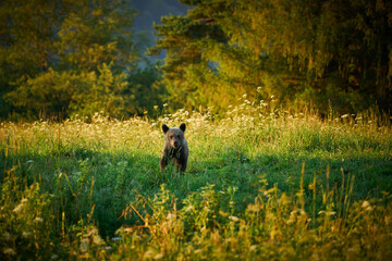 Brown Bear - Ursus arctos - in the grass