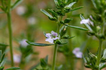 Macro view of tiny white and lavender color flowers blooming on a summer savory (satureja hortencia) herb plant in a sunny garden