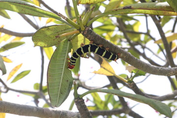 Caterpillar feeding on a leaf.