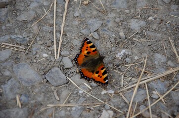 Fototapeta na wymiar Butterfly on top of a stone surface. Orange butterfly wings background.