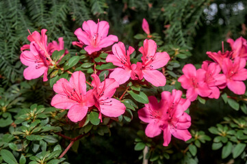 Indian Azalea (Rhododendron simsii) in greenhouse
