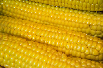 yellow corn background