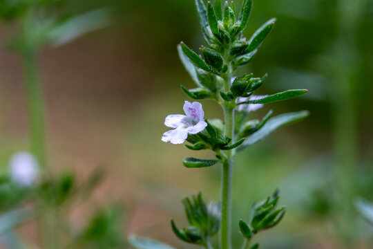Macro view of tiny white and lavender color flowers blooming on a summer savory (satureja hortencia) herb plant in a sunny garden