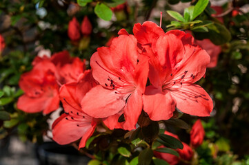 Fototapeta premium Indian Azalea (Rhododendron simsii) in greenhouse