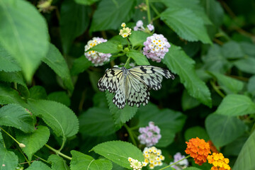 Mariposas