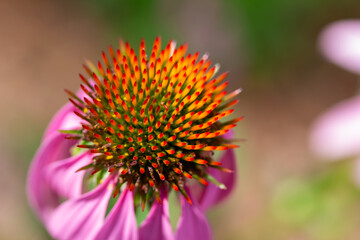 Macro view of a single purple coneflower (echinacea purpurea) with defocused background