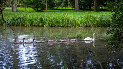 Naklejka na ściany i meble Swan chicks floating across the lake