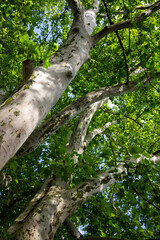 Fototapeta premium Platanus in the park seen from the bottom