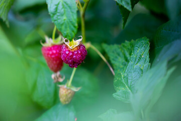 Red raspberry ready for pickup from the bush in the garden