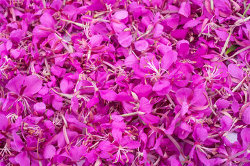 Fototapeta premium Fireweed flowers background. Pink fireweed flower petals handpicked for drying. Magenta in nature.