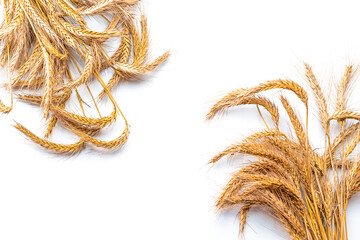 Grain field. Whole, barley, harvest wheat sprouts. Wheat grain ear or rye spike plant isolated on...