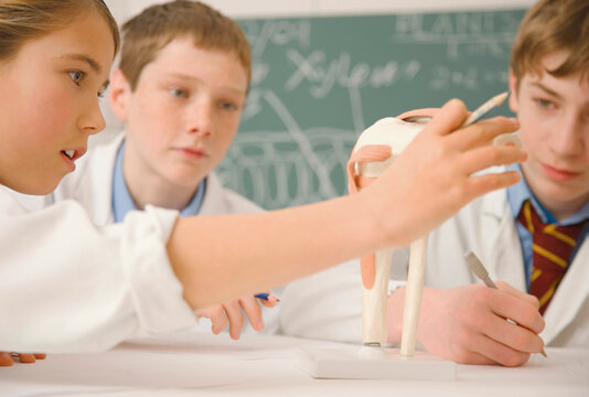 Junior high school students examining bone model in science class