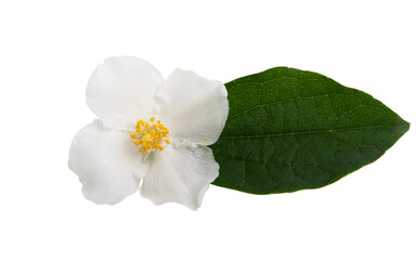 jasmine flower isolated