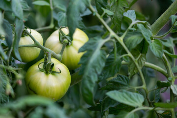 Green, organic tomatoes on tomatoe bushes in the garden
