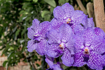 Ascocenda Orchid (Ascocentrum x Vanda) in greenhouse
